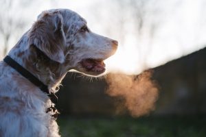 A middle-sized brown and white dog is shown in silhouette, and near its mouth hangs a cloud of breath. (sorry I can't say what kind of dog, I don't know dogs!)